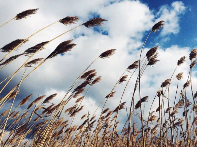 احتمال بروز آتش‌سوزی در باغات به‌دلیل وزش بادهای گرم